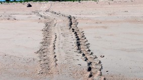 Tracks of a nesting turtle Tracks of a nesting turtle