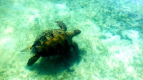 A turtle swimming blissfully in the crystal clear water A turtle swimming blissfully in the crystal clear water