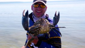 Looking for mud crabs Looking for mud crabs