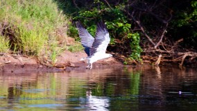 Sea eagle looking to feed her family Sea eagle looking to feed her family