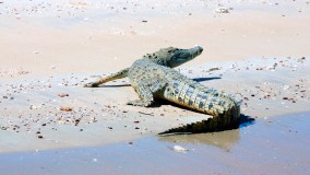 A cheeky little salt water croc having a rest on the beach. A cheeky little salt water croc having a rest on the beach.